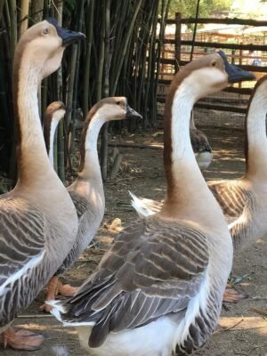 IMG-20260919-WA0133 African Geese