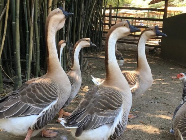 IMG-20260919-WA0133 African Geese
