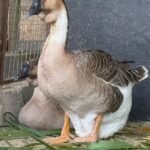 African Geese