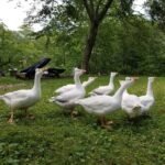 Chinese Geese