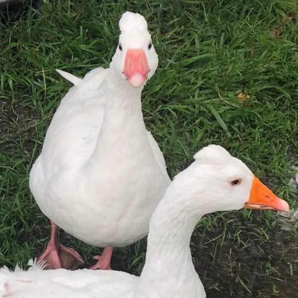 IMG-20260919-WA0142 Roman Tufted Geese