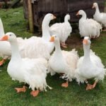 Roman Tufted Geese
