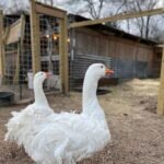 Sebastopol Geese