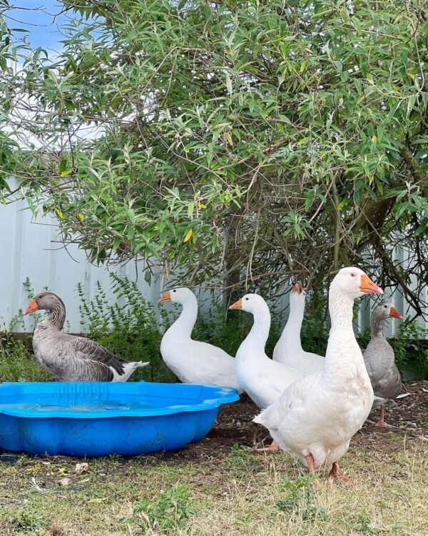 Pilgrim Geese