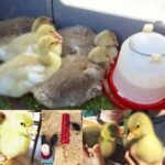 Pilgrim Geese