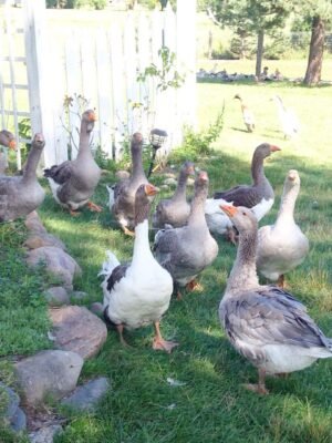 IMG-20260919-WA0165 Pomeranian Geese