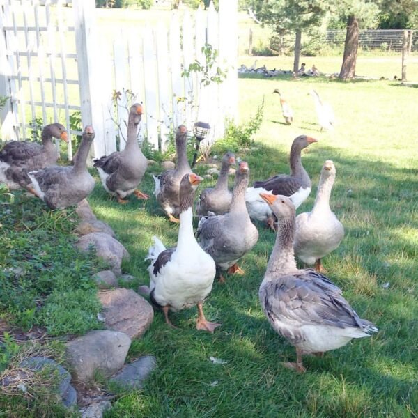 IMG-20260919-WA0165 Pomeranian Geese