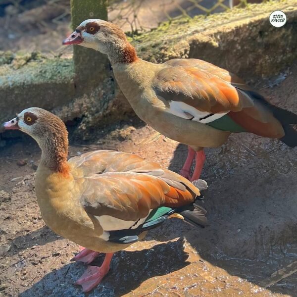 Egyptian Quails