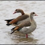 Egyptian Quails