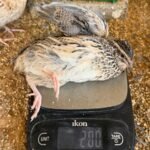 Japanese Quails