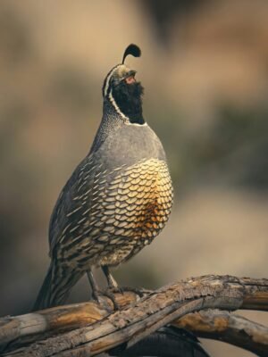 IMG-20260919-WA0179 Jumbo Quails