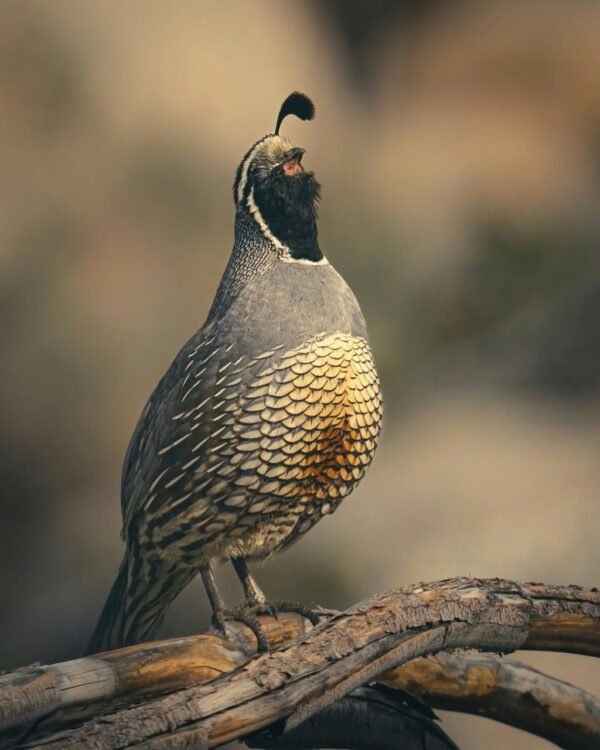 Jumbo Quails