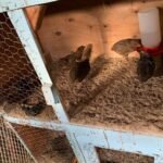 Texas A&M Quails