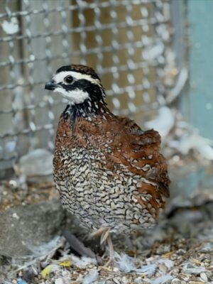 IMG-20260919-WA0187 Northern Bobwhite Quails