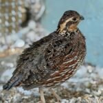 Northern Bobwhite Quails