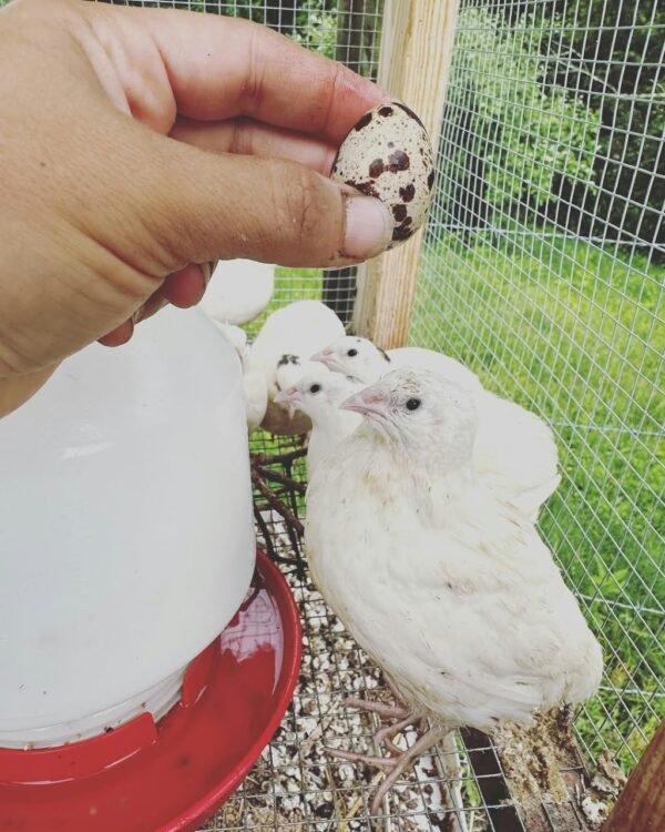 Jumbo Bobwhite Quails