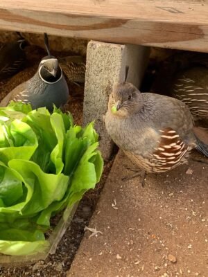 IMG-20260919-WA0197 California Valley Quails