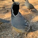 California Valley Quails