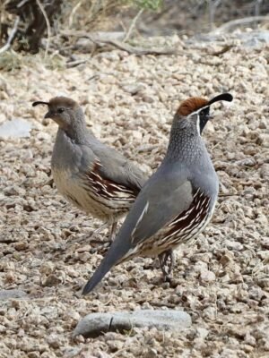 IMG-20260919-WA0204 Gambel's Quails