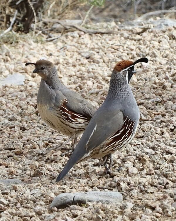 Gambel's Quails