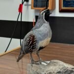Gambel's Quails