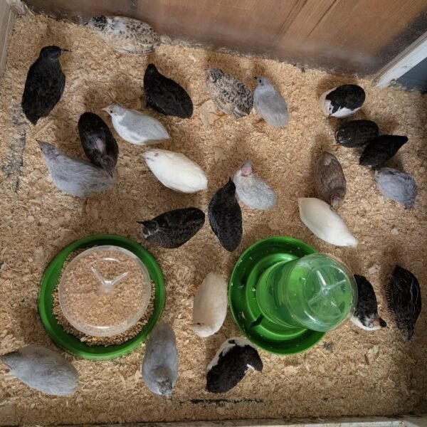 Button Quails