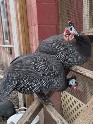 IMG-20260919-WA0211 Helmeted Guinea Fowls