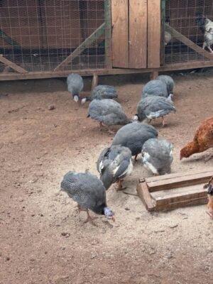 IMG-20260919-WA0213 Lavender Guinea Fowls