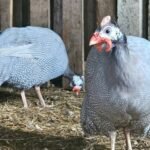 Lavender Guinea Fowls