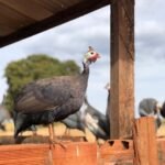 Helmeted Guinea Fowls