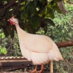 White Guinea Fowls