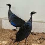 Vulturine Guinea Fowl