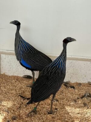 IMG-20260919-WA0231 Vulturine Guinea Fowl