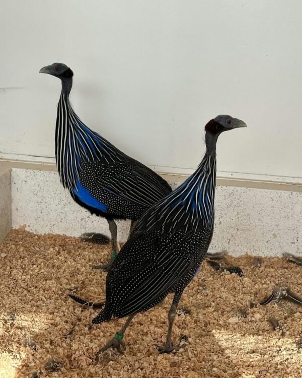 Vulturine Guinea Fowl