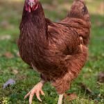 Rhode Island Red Chickens