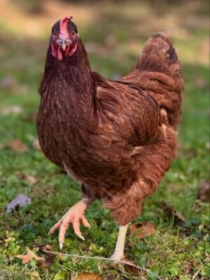 Rhode Island Red Chickens