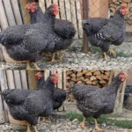 Plymouth Rock Chickens