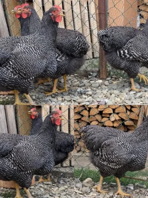 Plymouth Rock Chickens