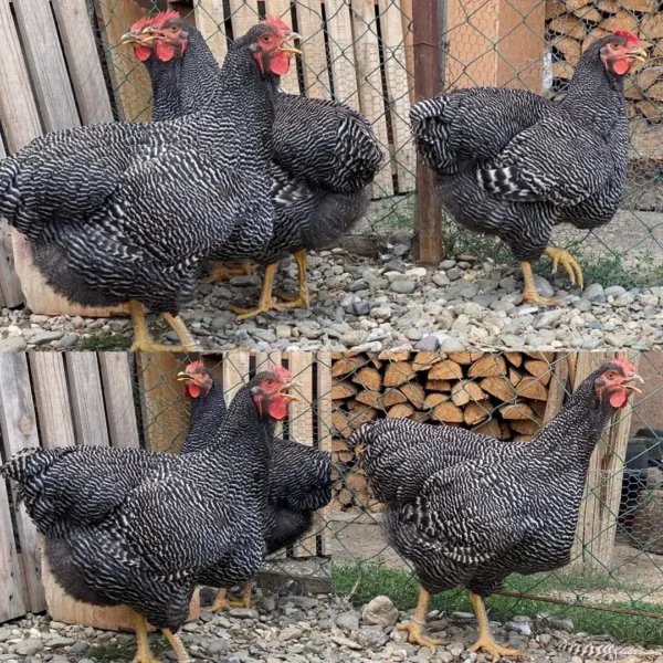 Plymouth Rock Chickens