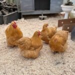 Buff Orpington Chickens