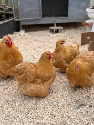 Buff Orpington Chickens