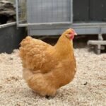 Buff Orpington Chickens