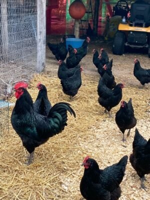 Black Australorp Chickens