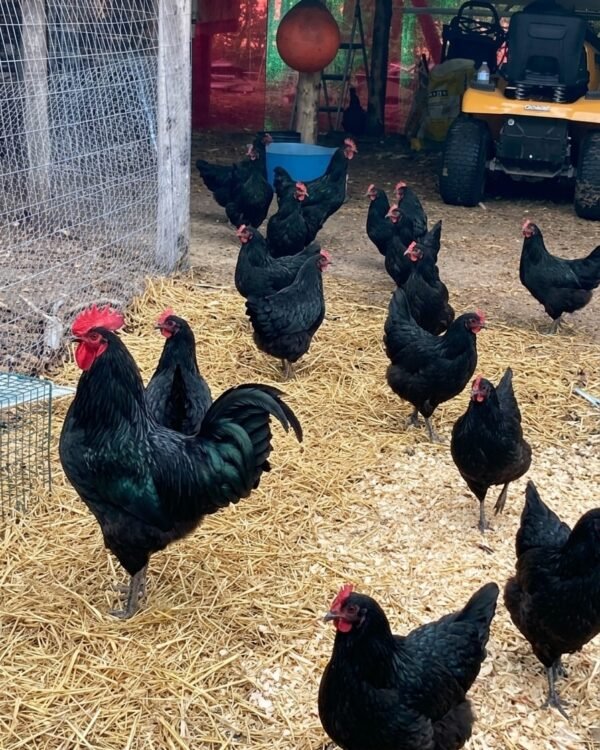 Black Australorp Chickens