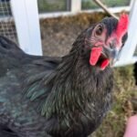 Black Australorp Chickens