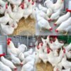 Leghorn Chickens