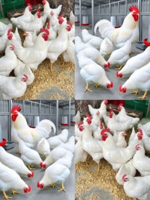 Leghorn Chickens