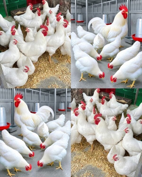Leghorn Chickens