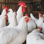 Leghorn Chickens