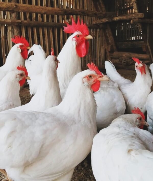 Leghorn Chickens
